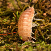 Agabiformius obtusus “UAE”